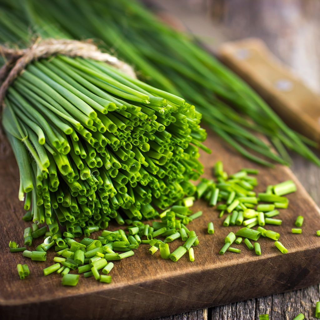 Schnittlauch Appétits