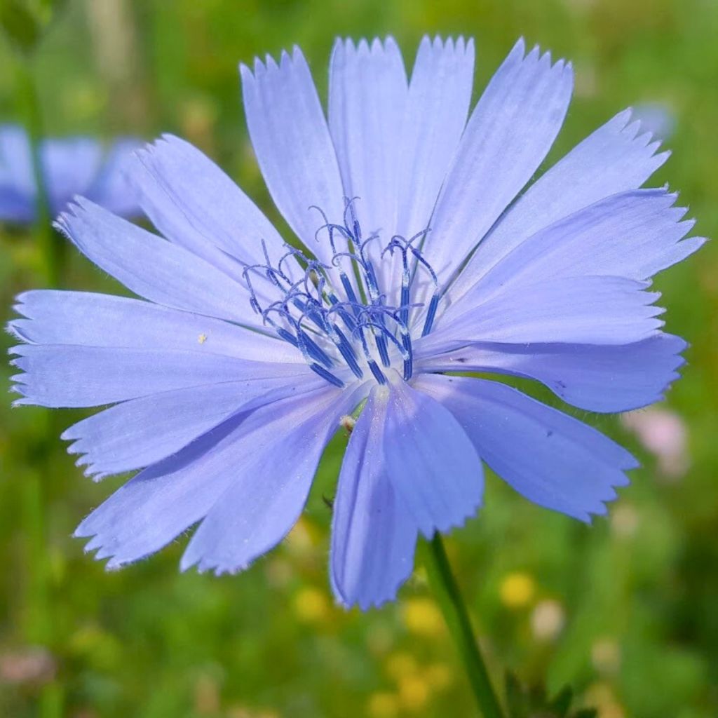 Cichorium intybus - Wegwarte