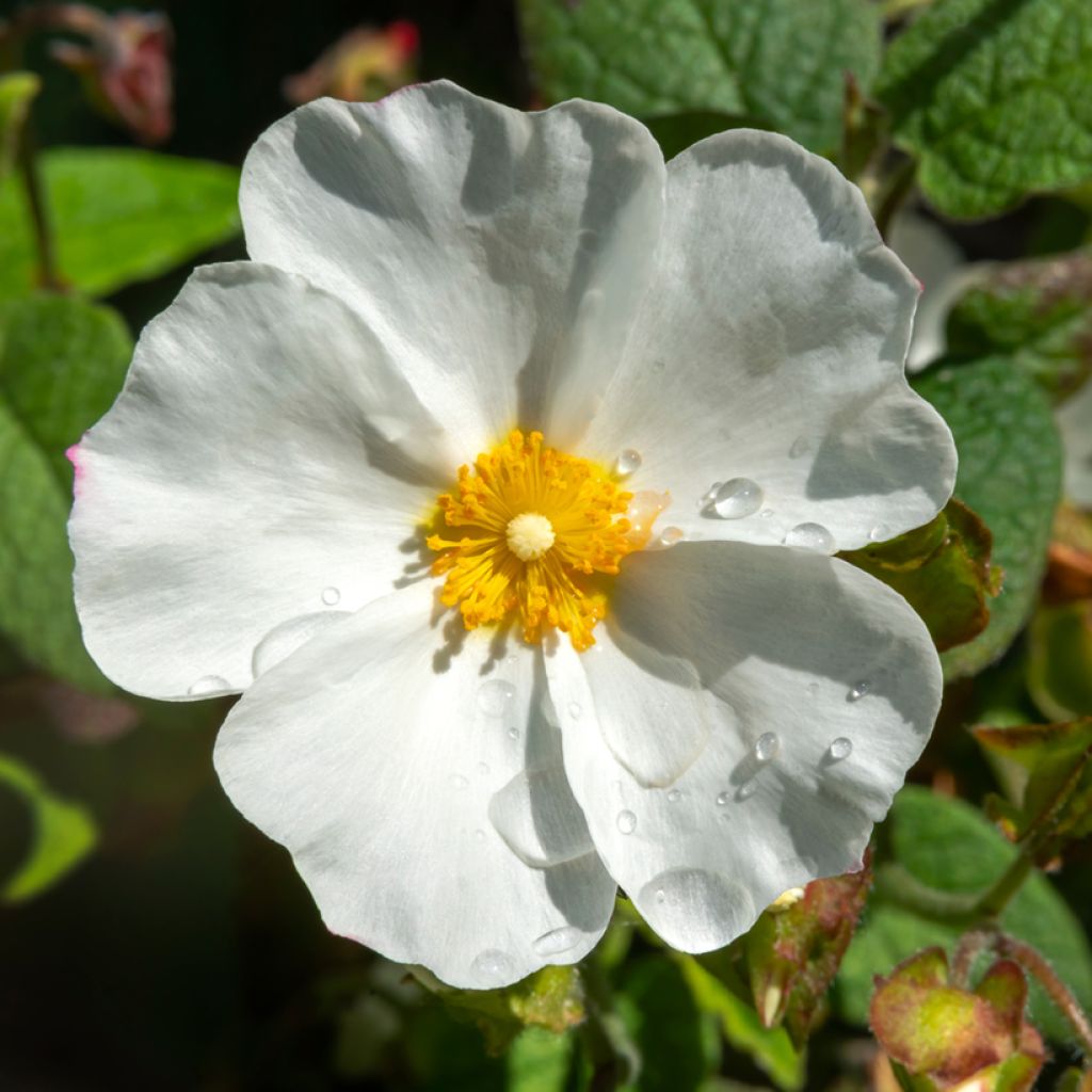 Felsen-Zistrose - Cistus corbariensis