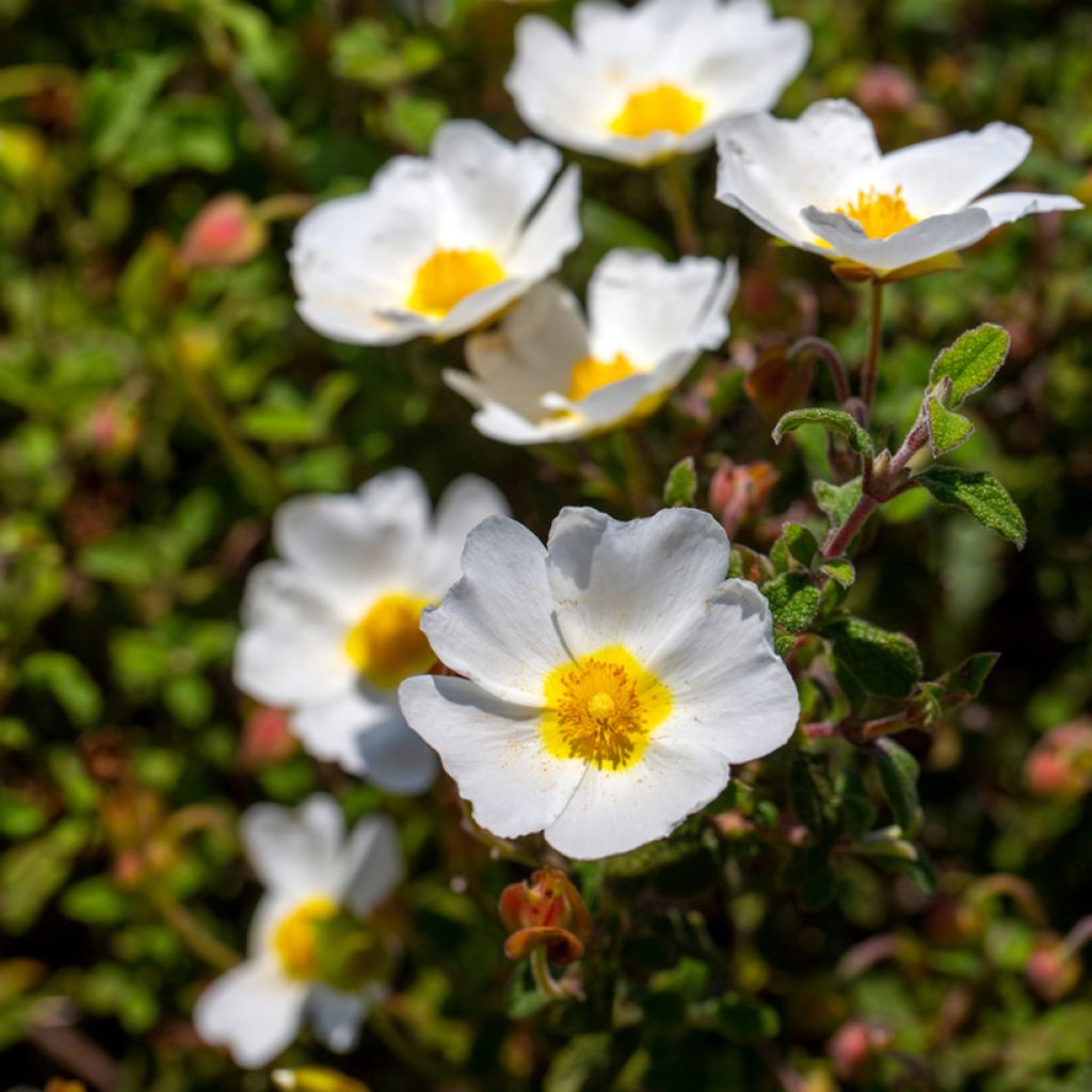 Felsen-Zistrose - Cistus corbariensis