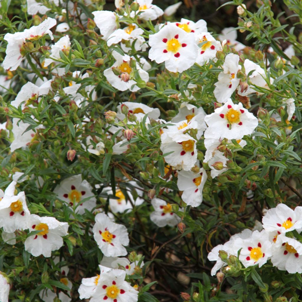 Zistrose Jenkyn Place - Cistus x dansereaui