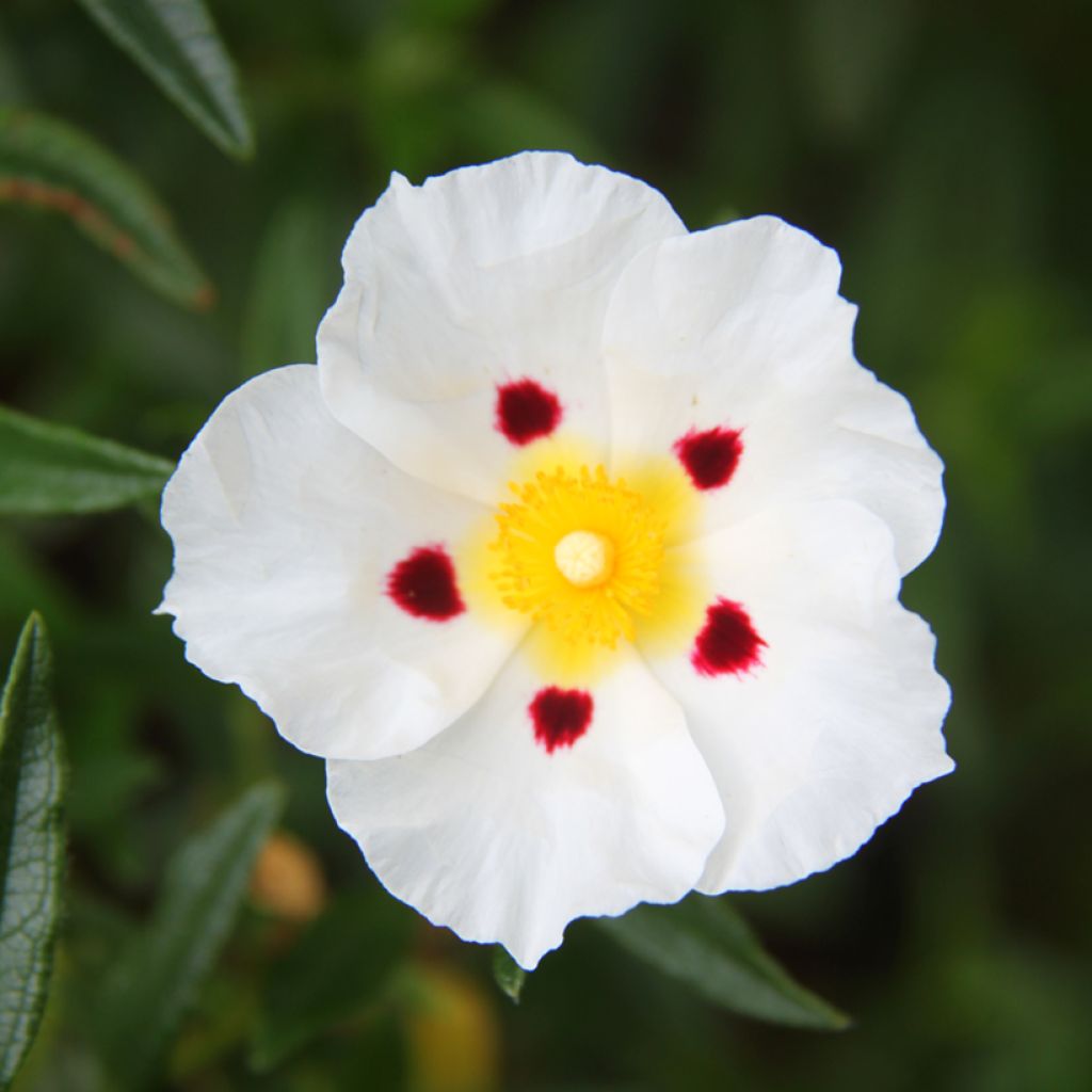 Zistrose Jenkyn Place - Cistus x dansereaui