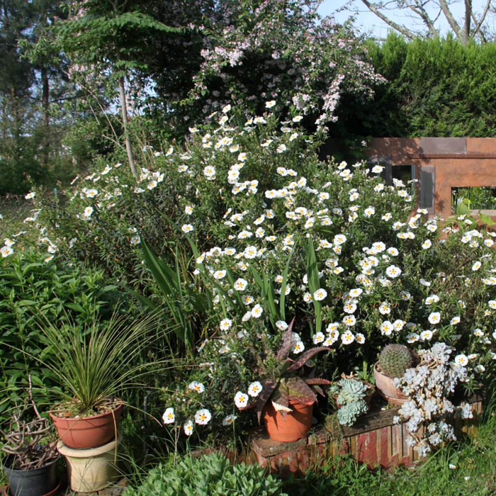 Zistrose Jenkyn Place - Cistus x dansereaui