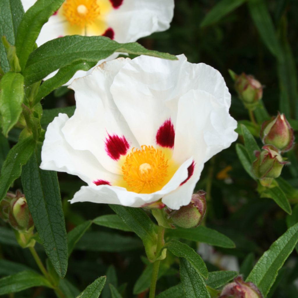 Zistrose Jenkyn Place - Cistus x dansereaui