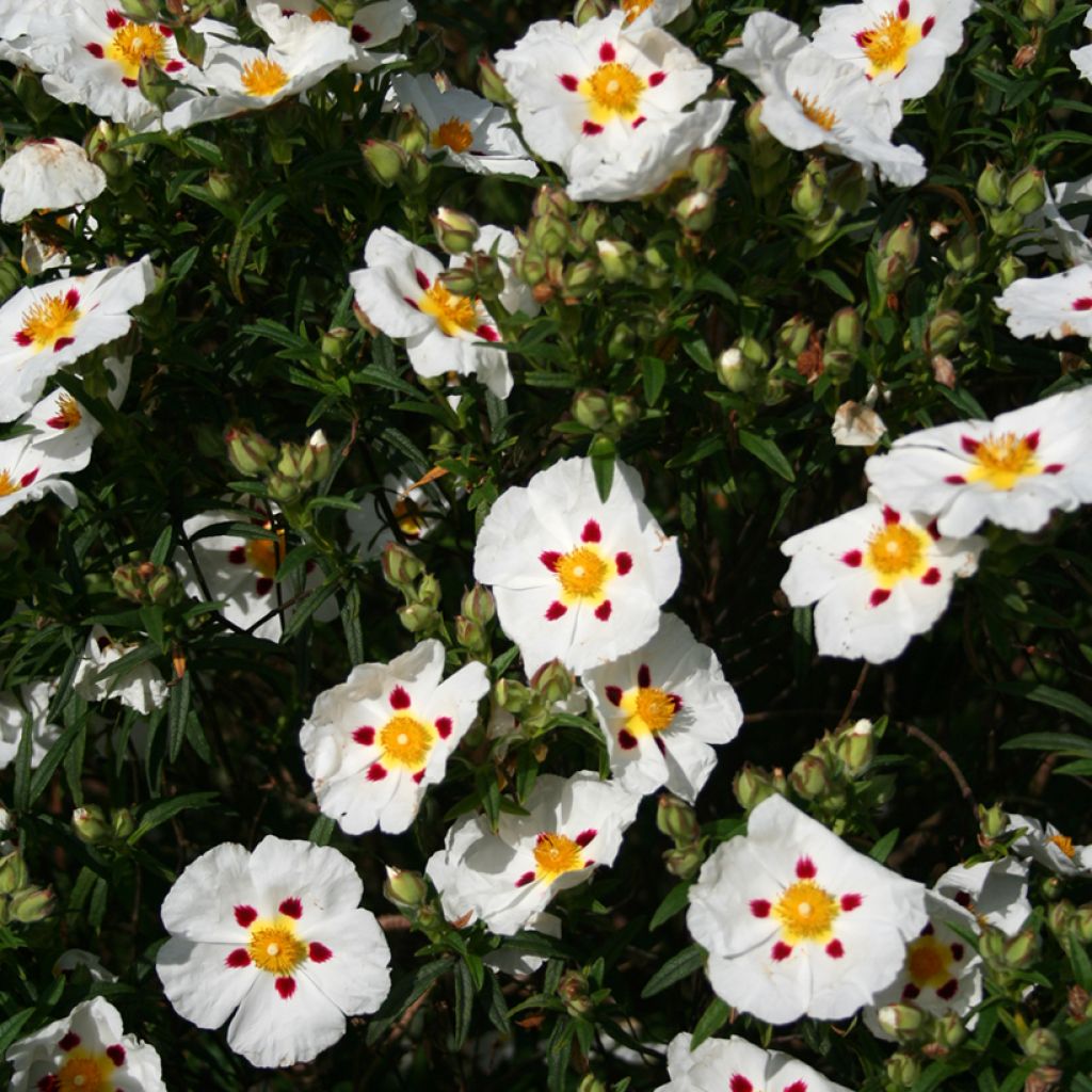Zistrose Jenkyn Place - Cistus x dansereaui