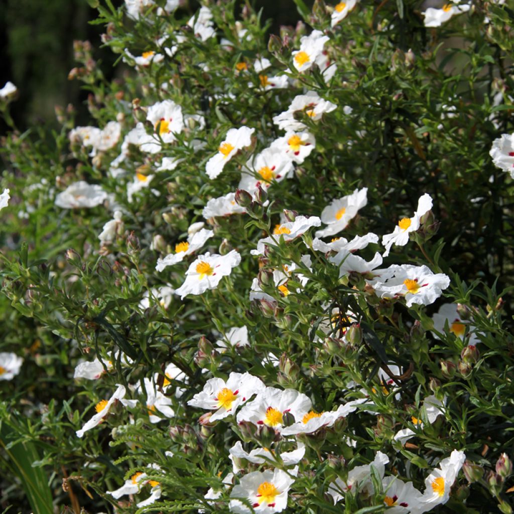 Zistrose Jenkyn Place - Cistus x dansereaui