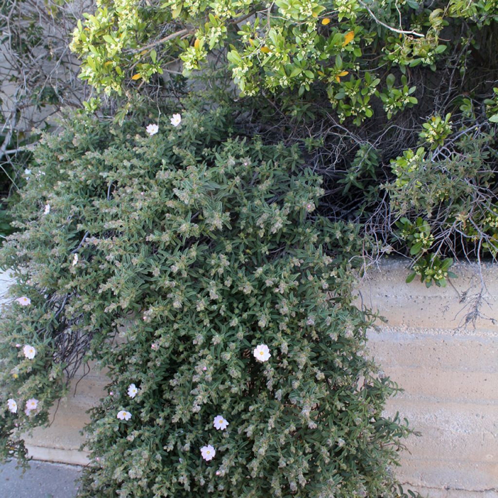 Rosa Zistrose - Cistus skanbergii