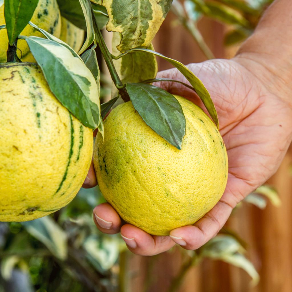 Panaschierte Zitrone - Citrus limon variegata