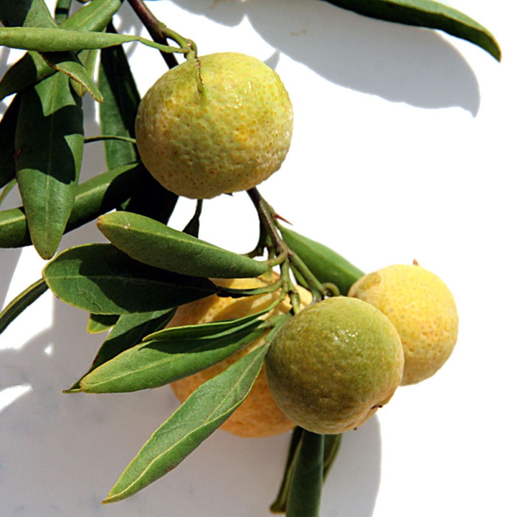 Citrus glauca - Australische Wüstenlimette