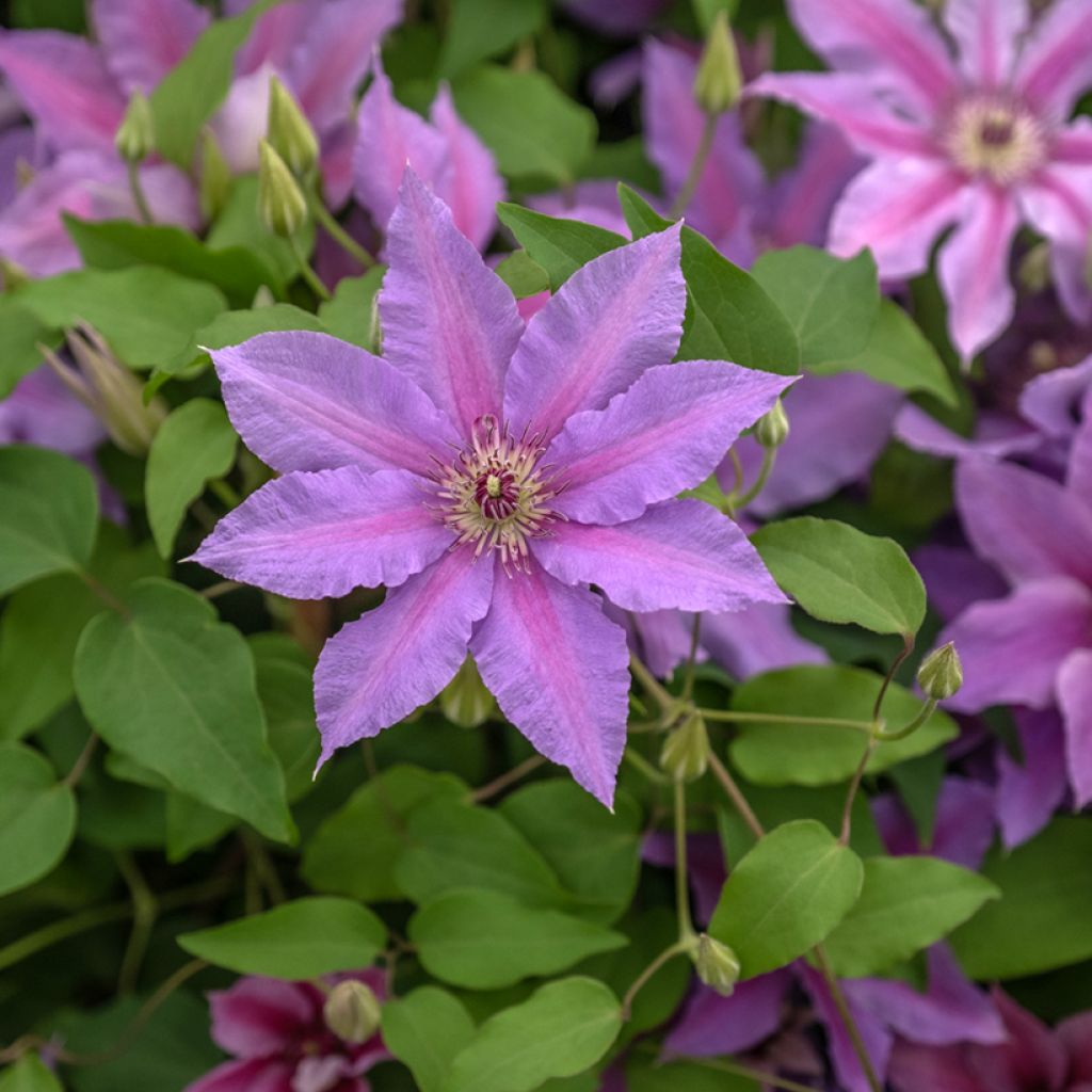 Clématite - Clematis Tumaini