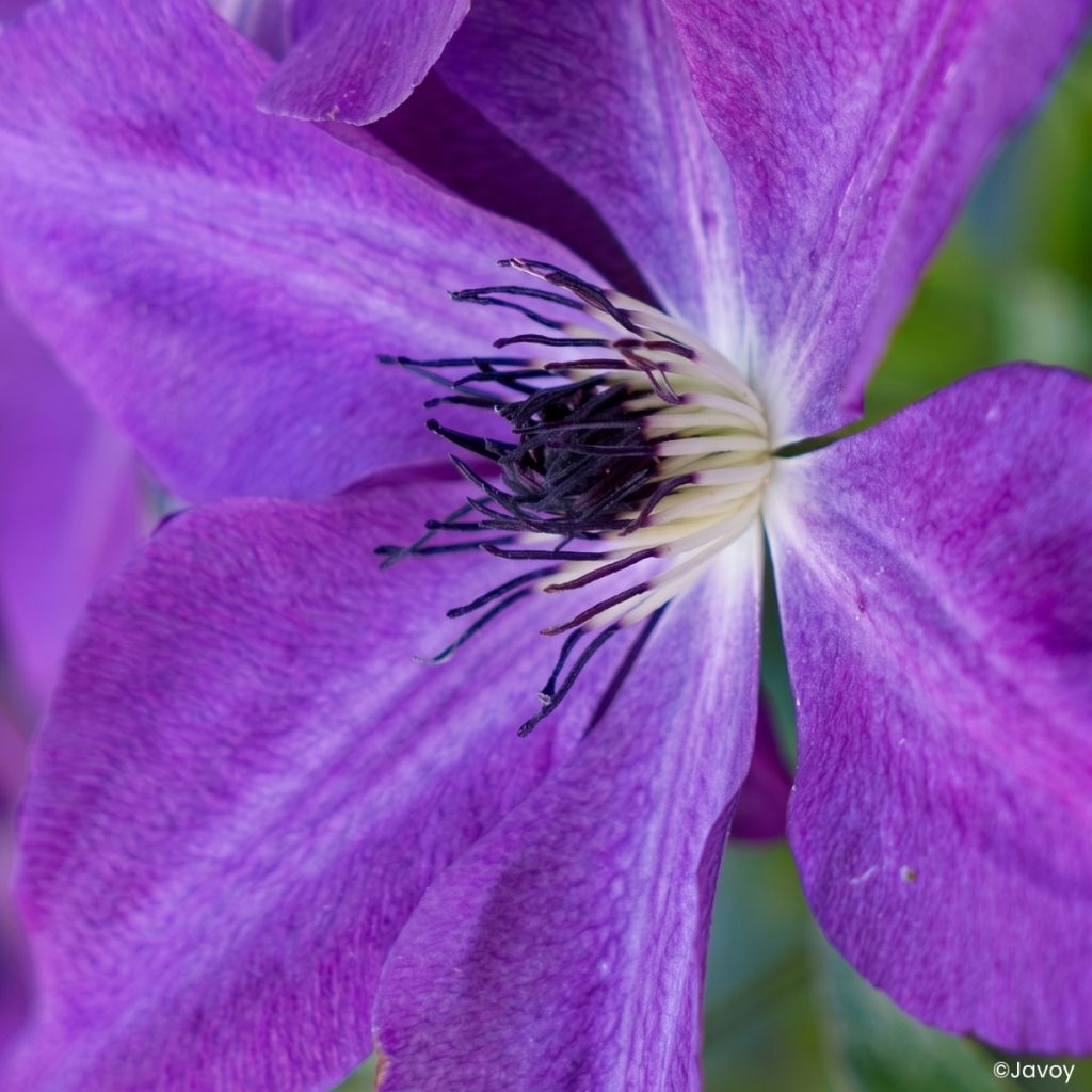 Waldrebe Mont St Michel - Clematis