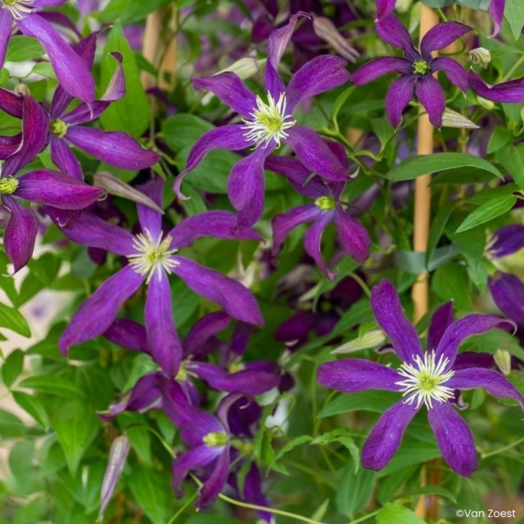 Clematis viticella Glorious Night - Waldrebe
