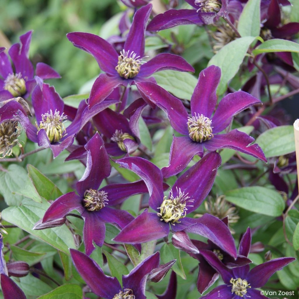 Waldrebe Noora - Clematis viticella 