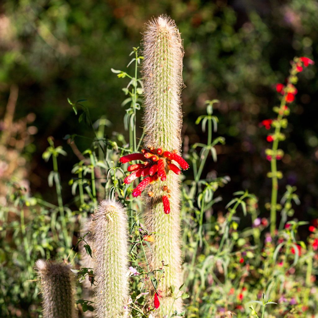 Cleistocactus strausii - Silberkerzenkaktus