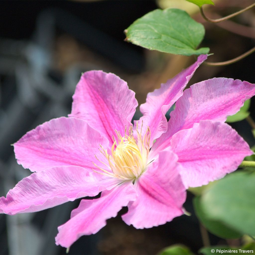 Clematis Abilène - Waldrebe