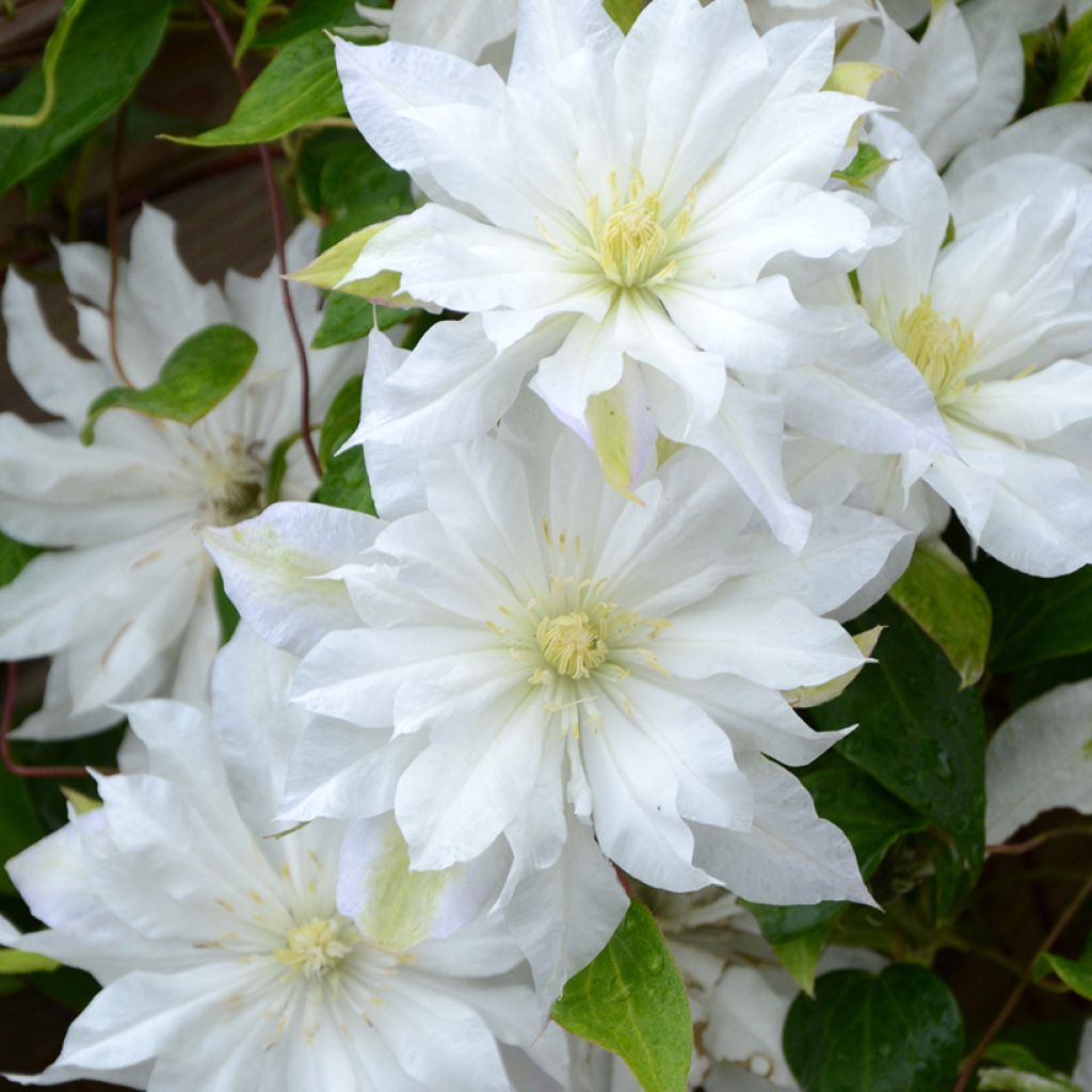 Waldrebe First Love - Clematis
