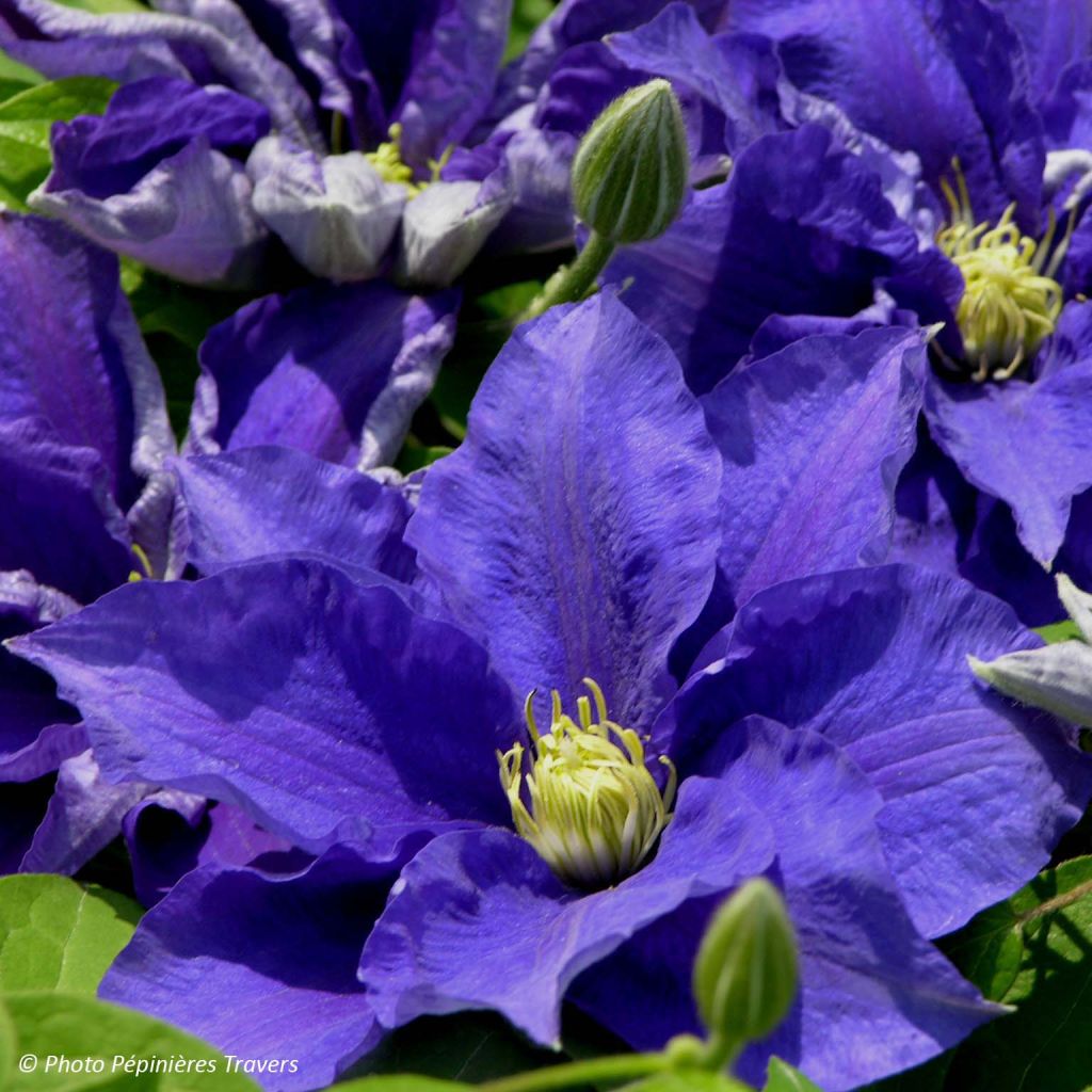 Waldrebe Kingfisher - Clematis