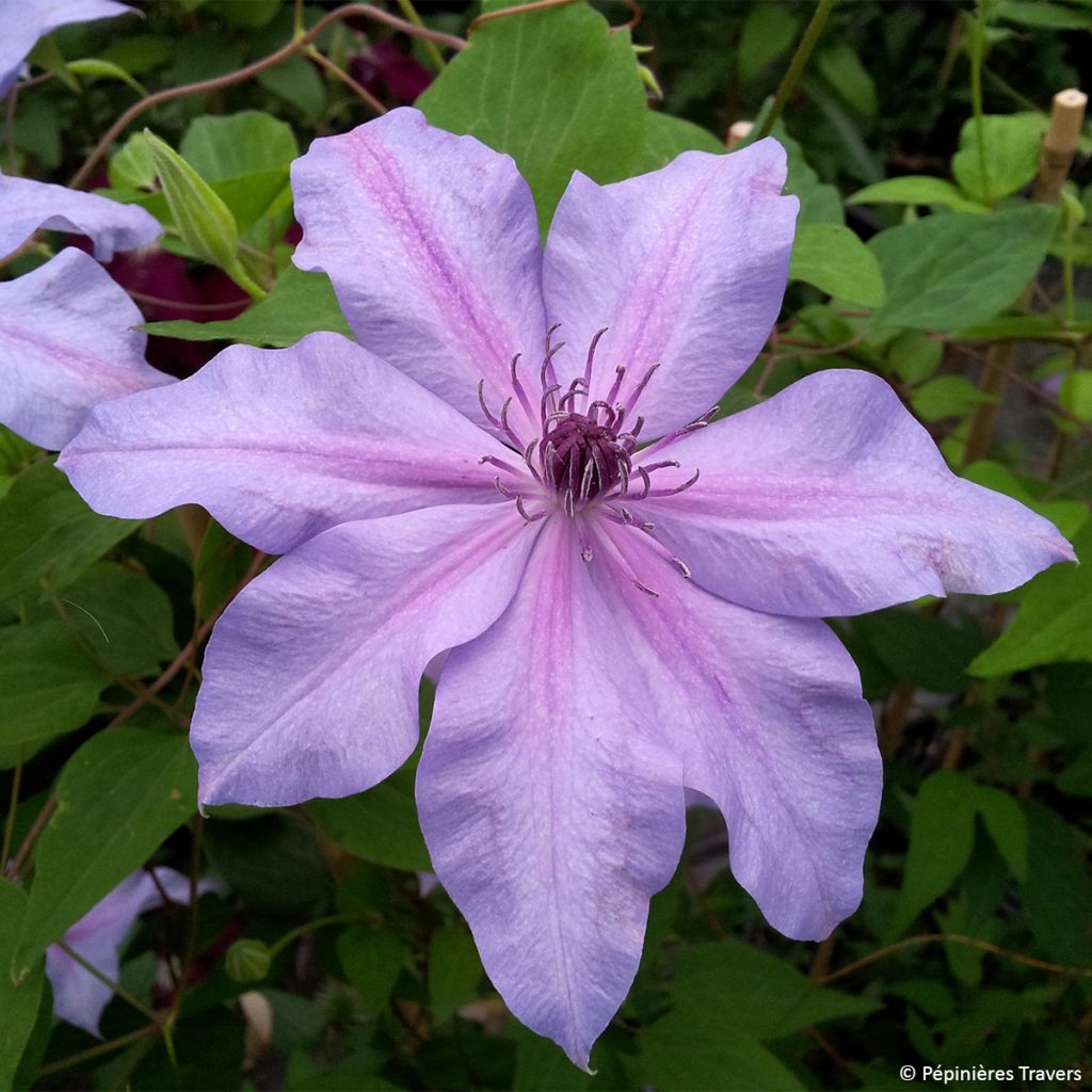 Waldrebe Moonflet Evipo046 - Clematis