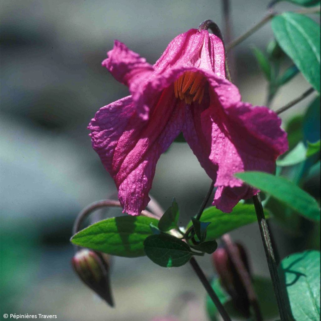 Waldrebe Savannah - Clematis