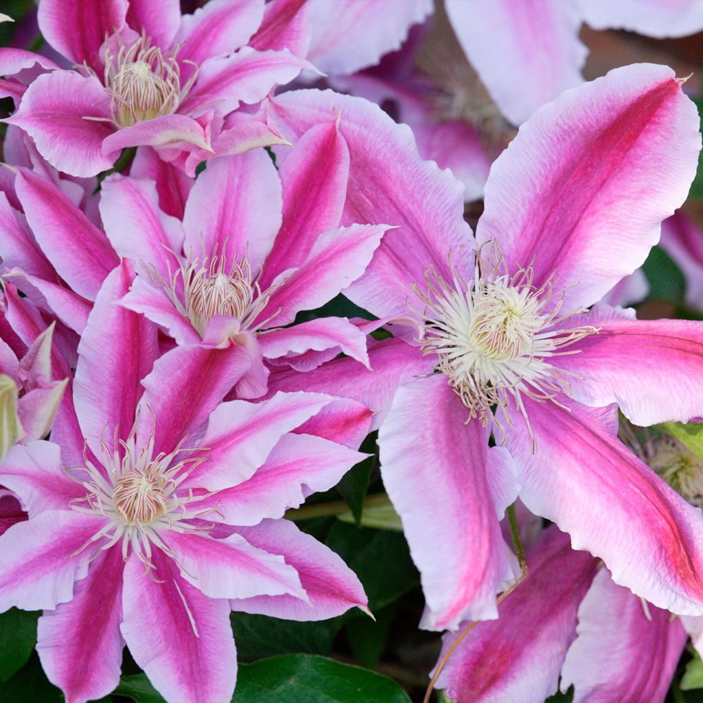 Waldrebe Sugar Candy - Clematis