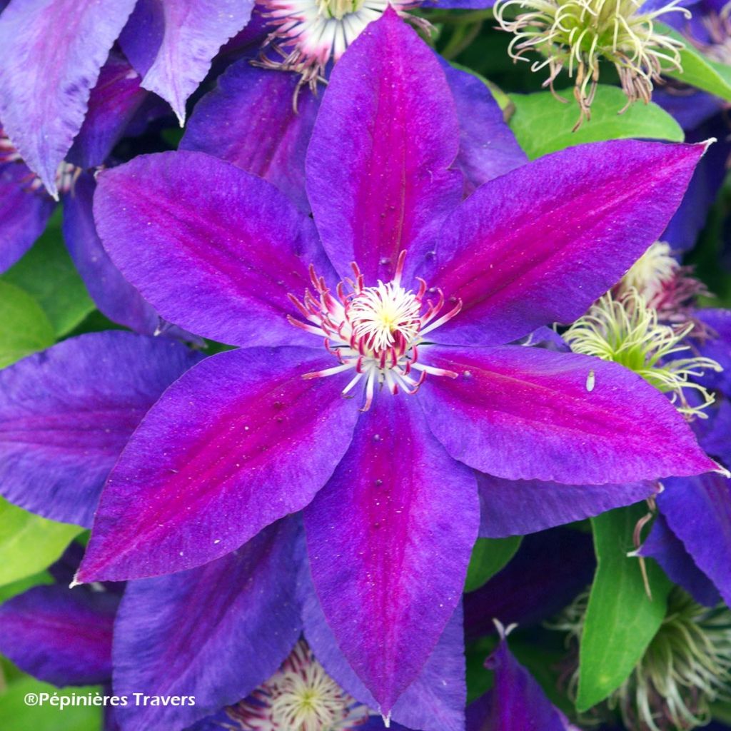 Waldrebe Wildfire - Clematis