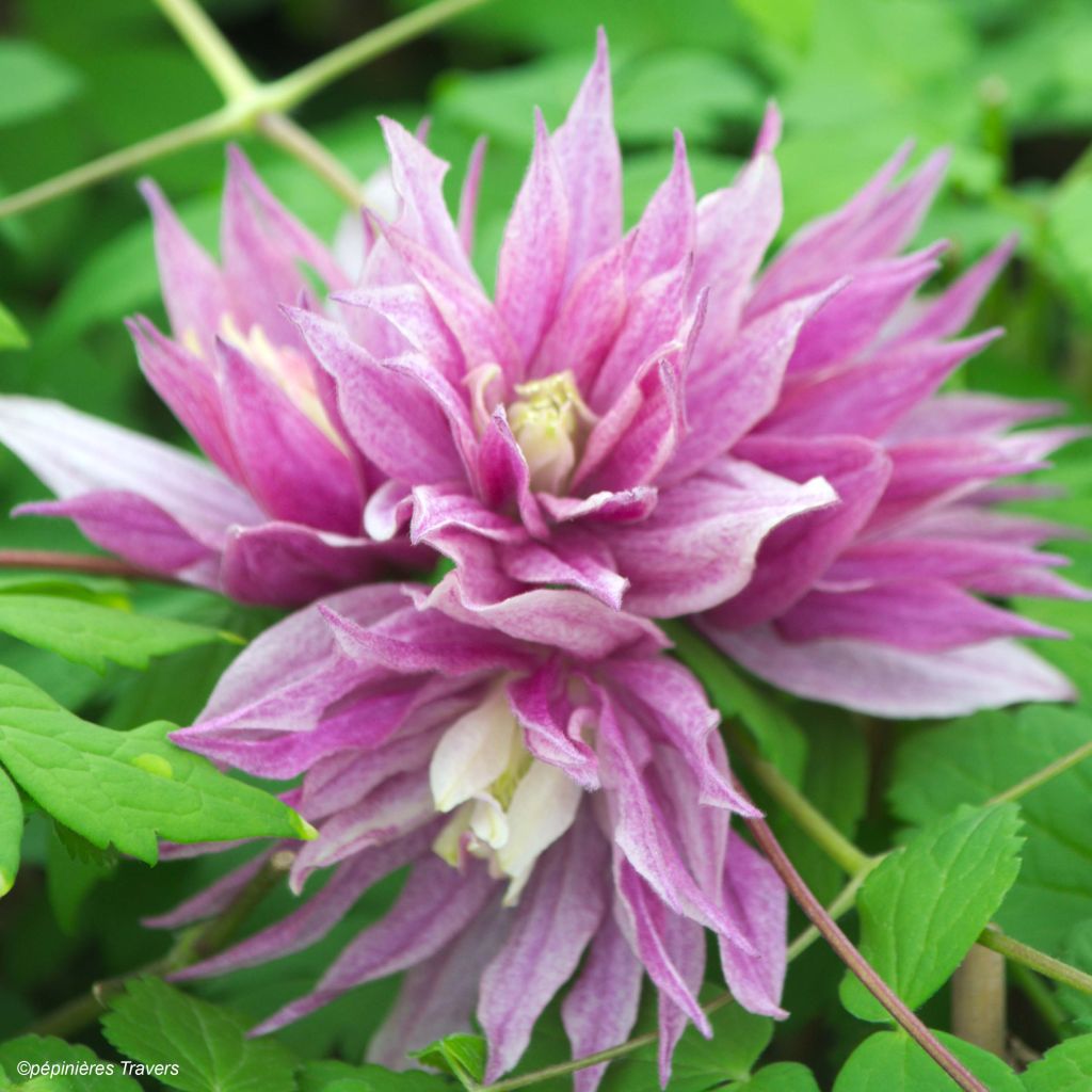 Clematis macropetala Purple Dream - Waldrebe