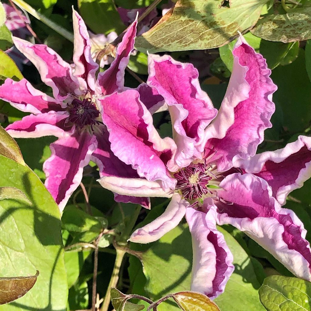 Waldrebe Souvenir du Capitaine Thuilleaux - Clematis