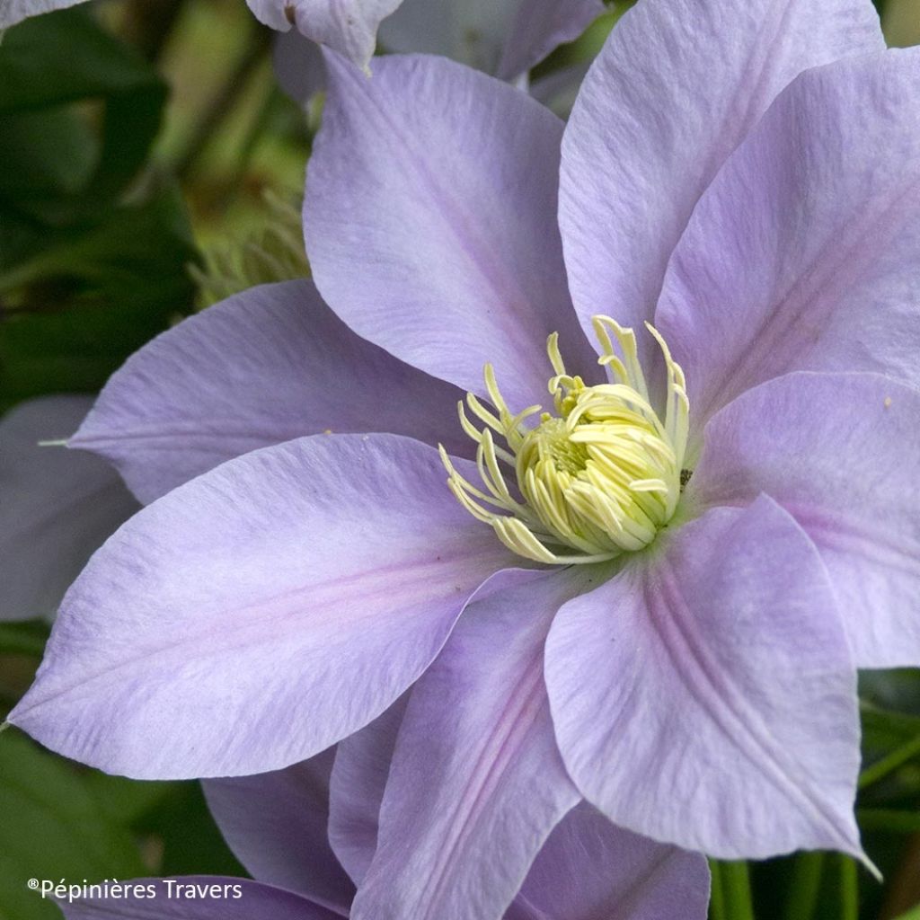 Waldrebe Blue Eyes - Clematis