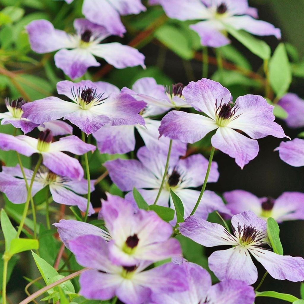 Waldrebe Cloudburst - Clematis