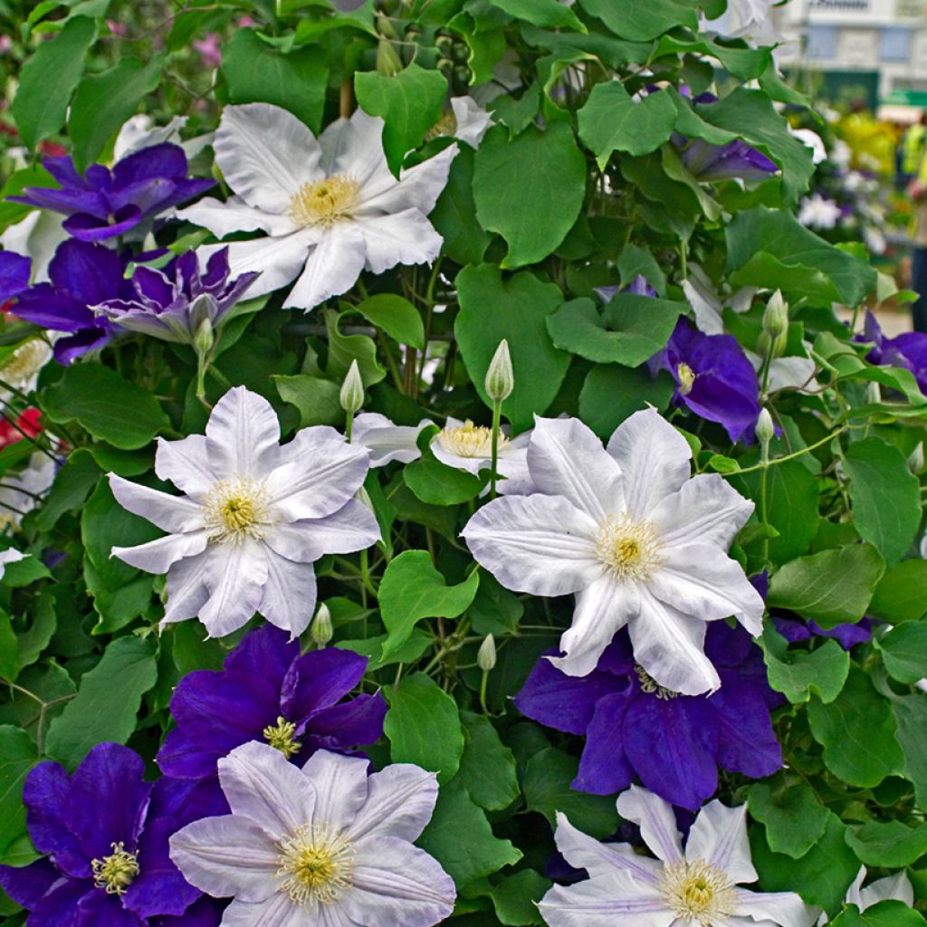 Waldrebe Ice Blue - Clematis