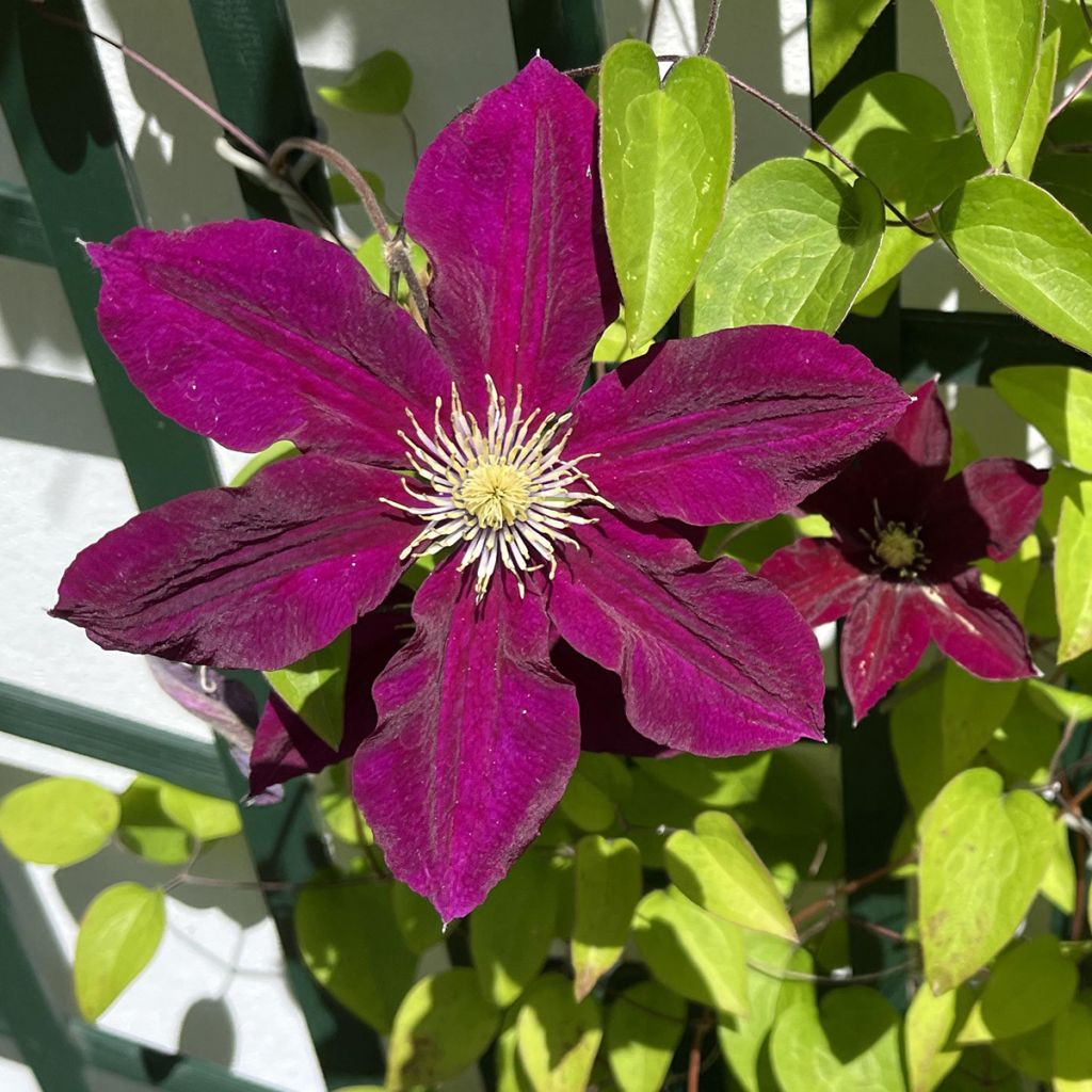 Waldrebe Niobe - Clematis