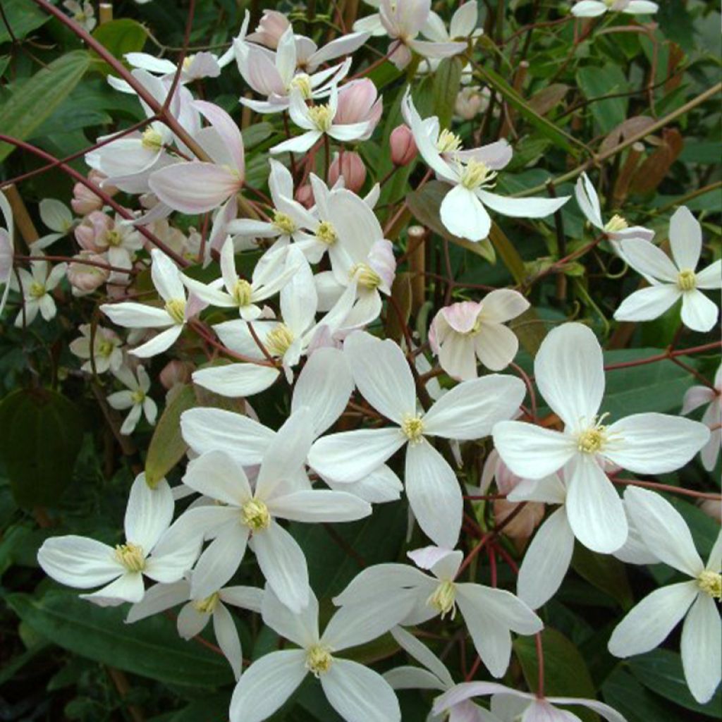 Clematis armandii Apple Blossom - Immergrüne Waldrebe