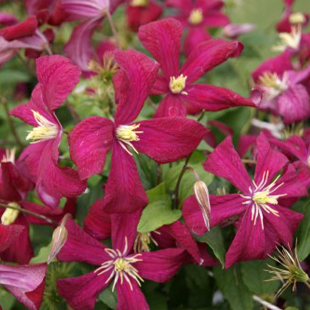 Clematis viticella Mme Julia Correvon - Waldrebe