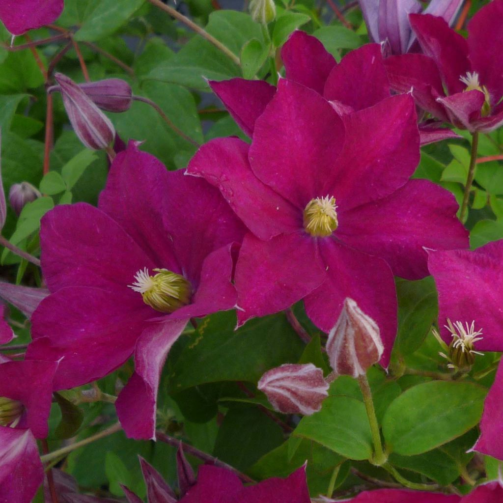 Clematis jackmanii Madame Edouard André - Waldrebe