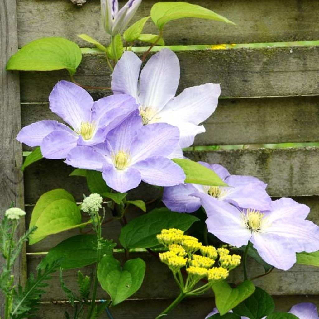 Waldrebe SUCCESS Lavender - Clematis