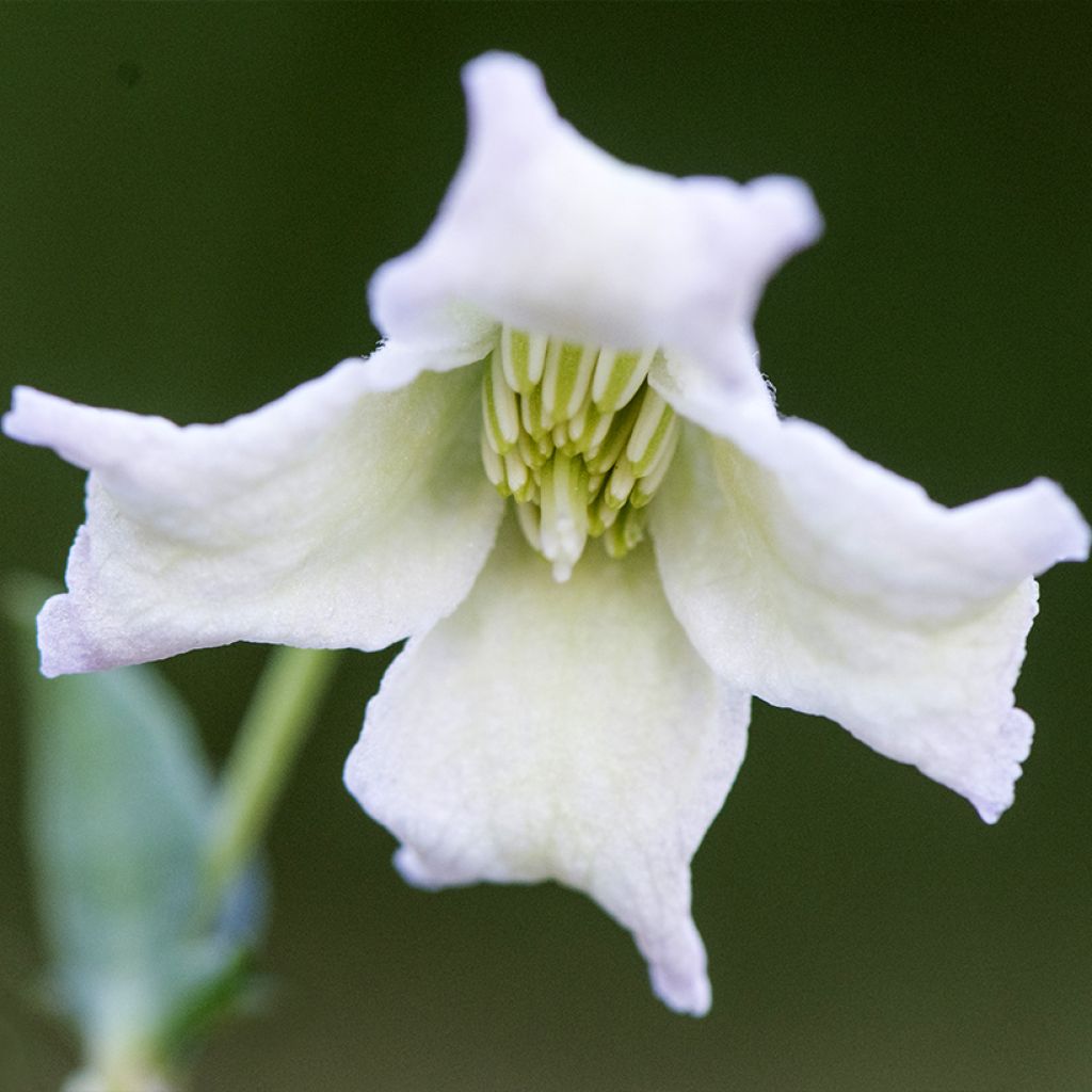 Clematis campaniflora - Waldrebe