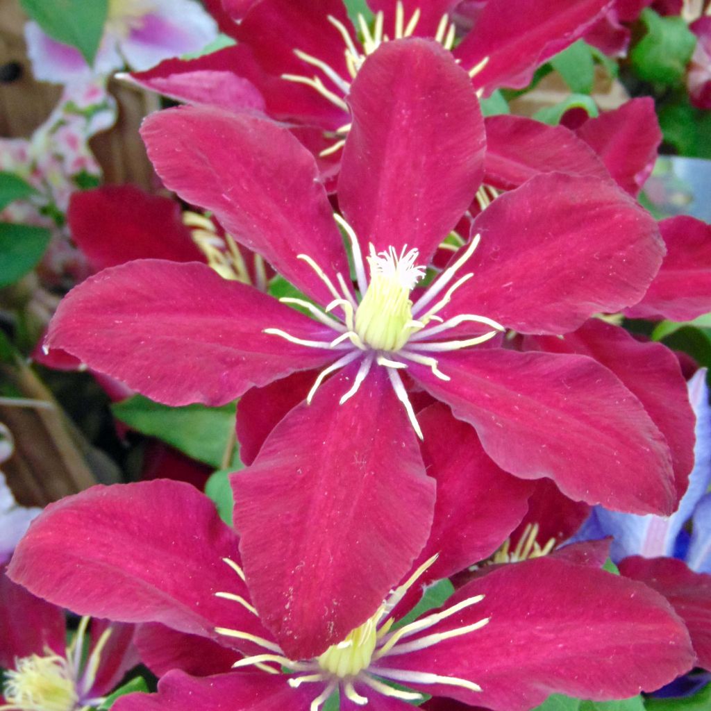 Waldrebe Niobe - Clematis