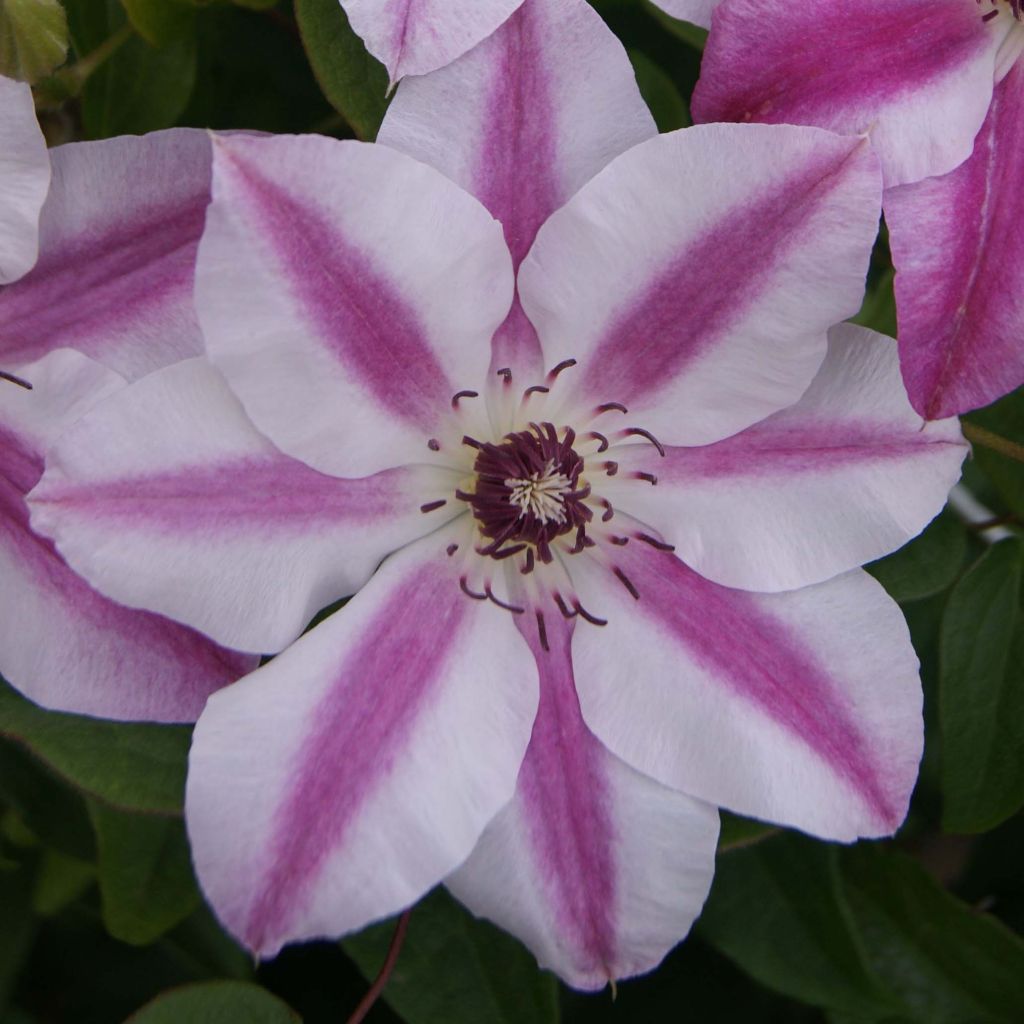 Waldrebe Souvenir du Capitaine Thuilleaux - Clematis