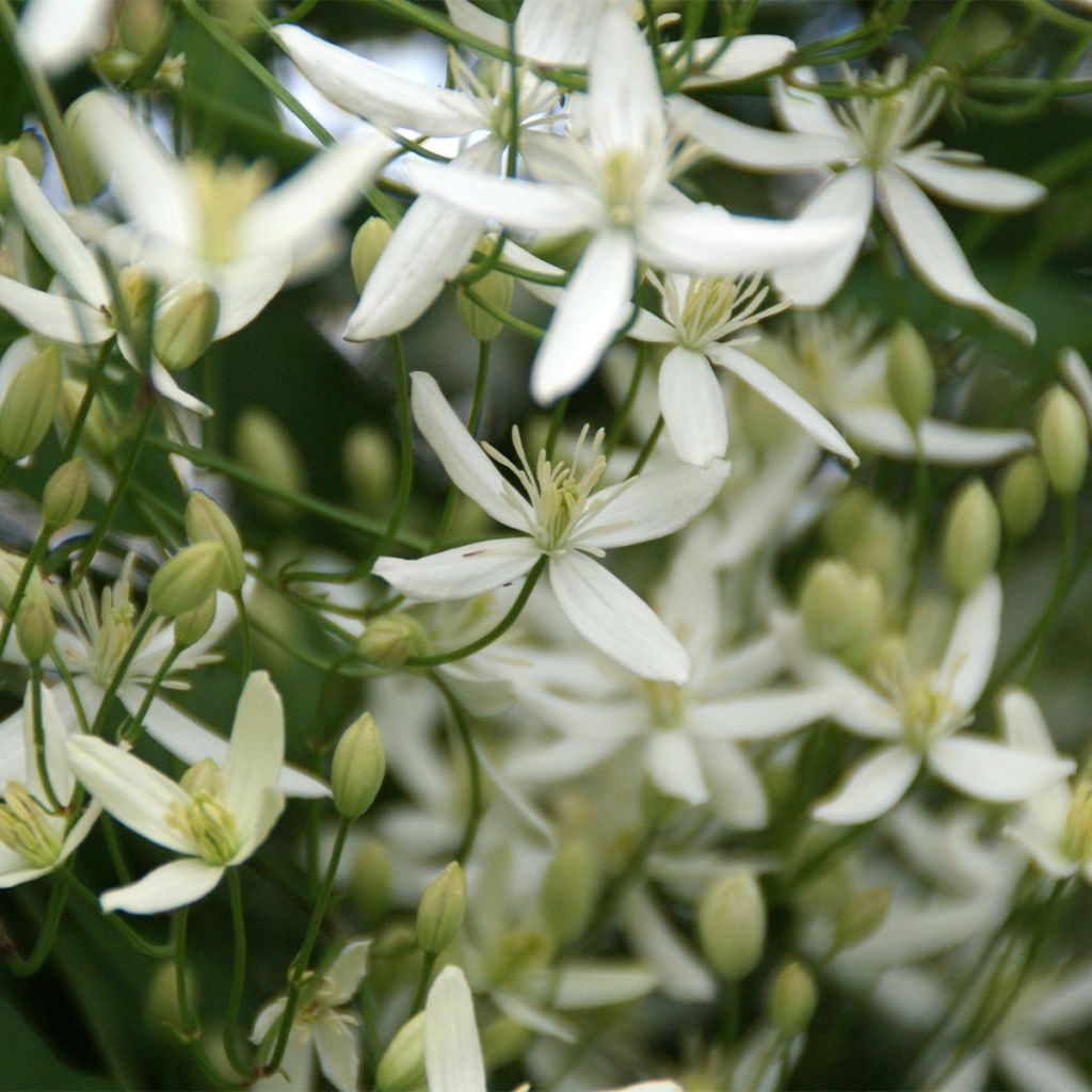 Waldrebe Southern Cross - Clematis