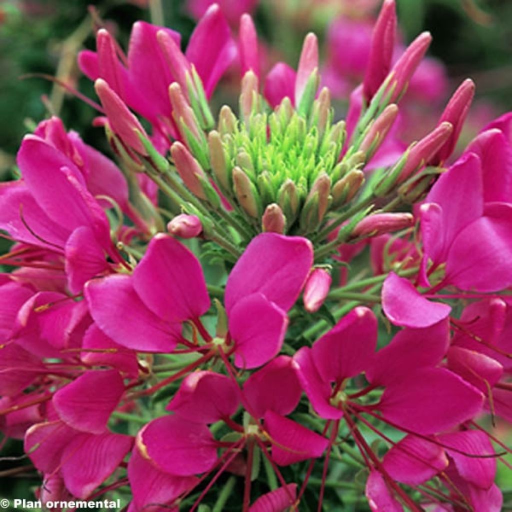 Spinnenpflanze Sparkler Rose - Cleome