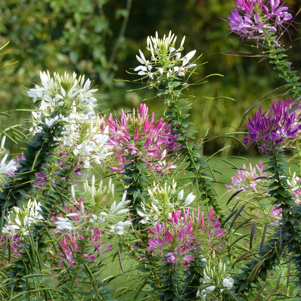 Spinnenpflanze Colour Fountain Mix (Samen) - Cleome