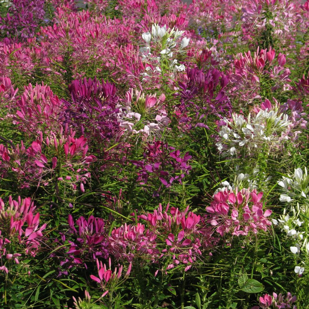 Spinnenpflanze Colour Fountain Mix (Samen) - Cleome