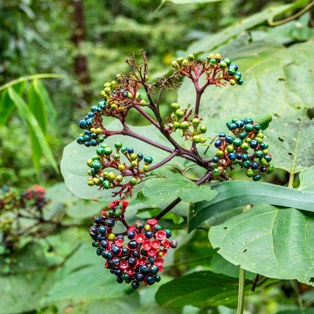 China Losbaum - Clerodendrum bungei
