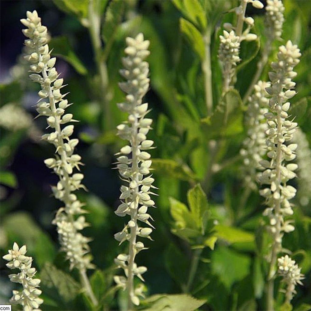 Clethra alnifolia Sixteen Candles - Scheineller