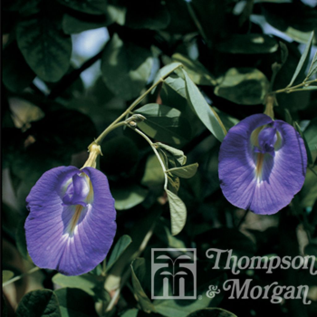 Clitoria ternatea (Samen) - Clitorie