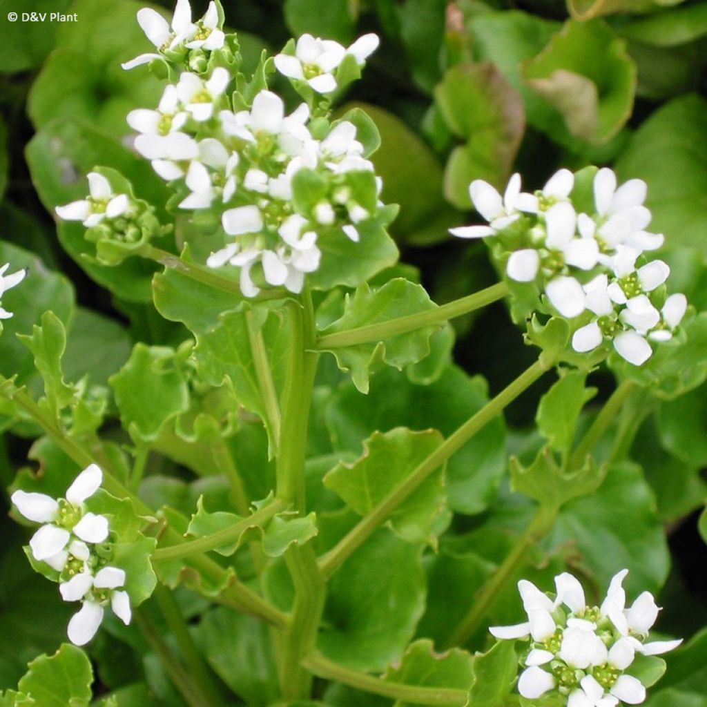 Echtes Löffelkraut - Cochlearia officinalis