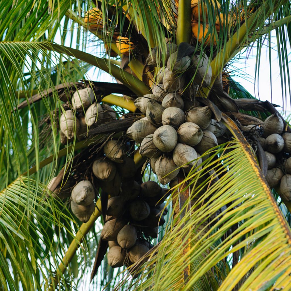 Kokospalme - Cocos nucifera