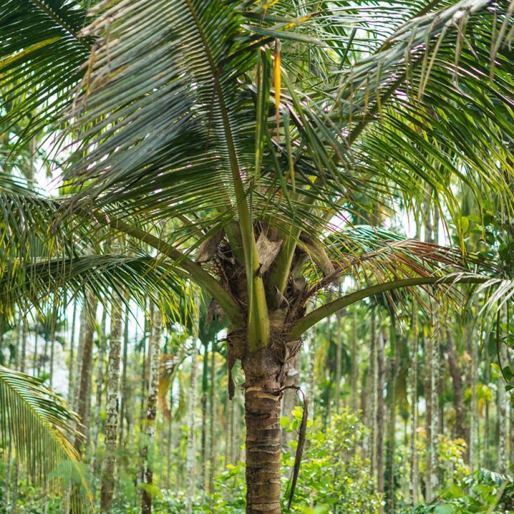 Kokospalme - Cocos nucifera