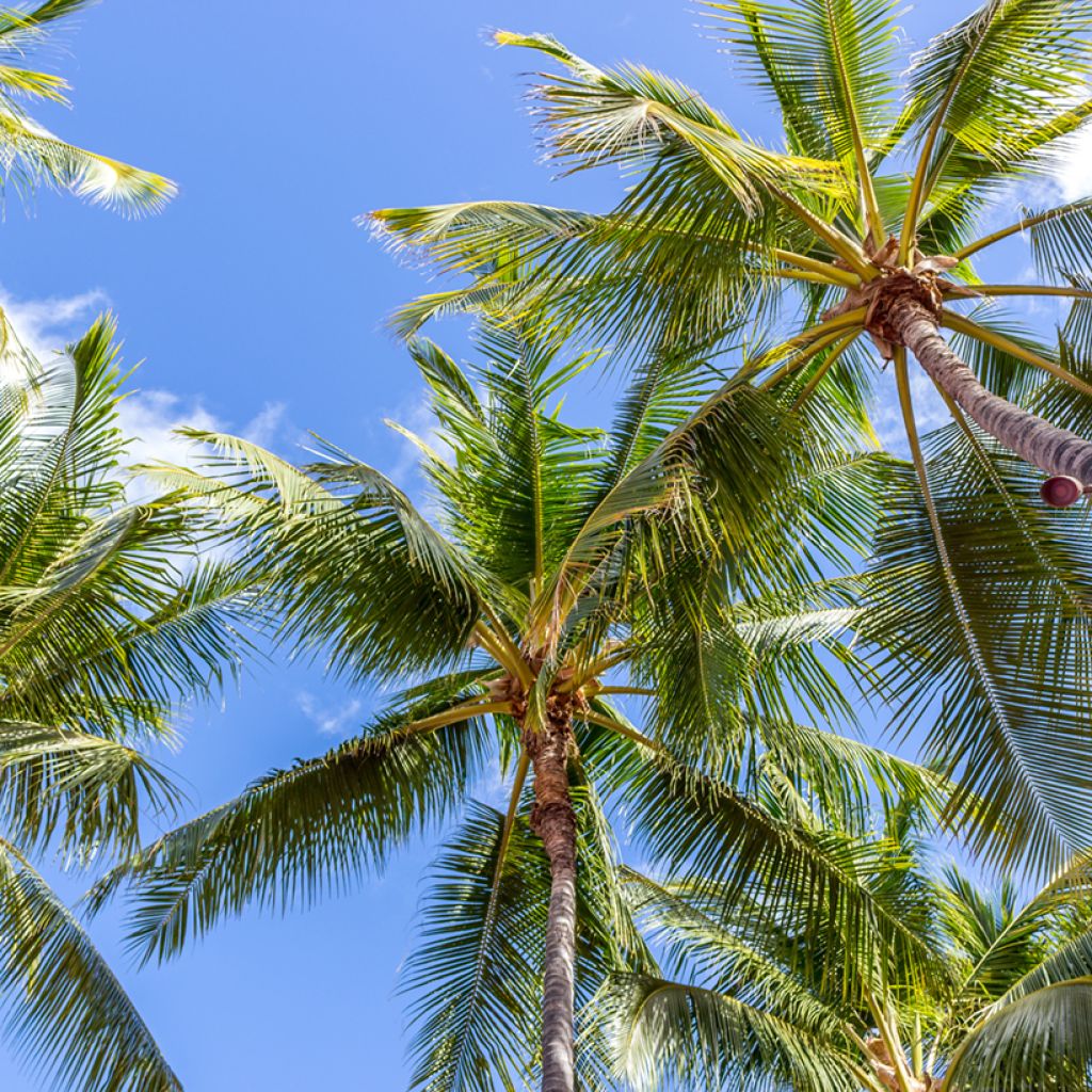 Kokospalme - Cocos nucifera