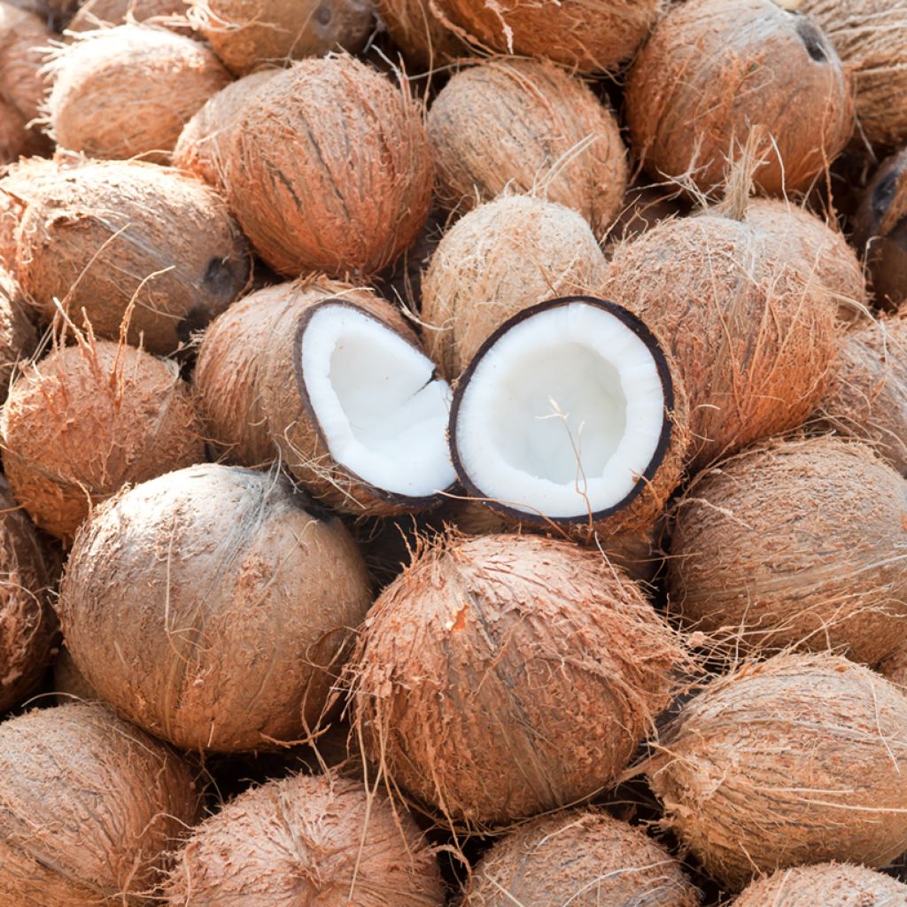 Kokospalme - Cocos nucifera